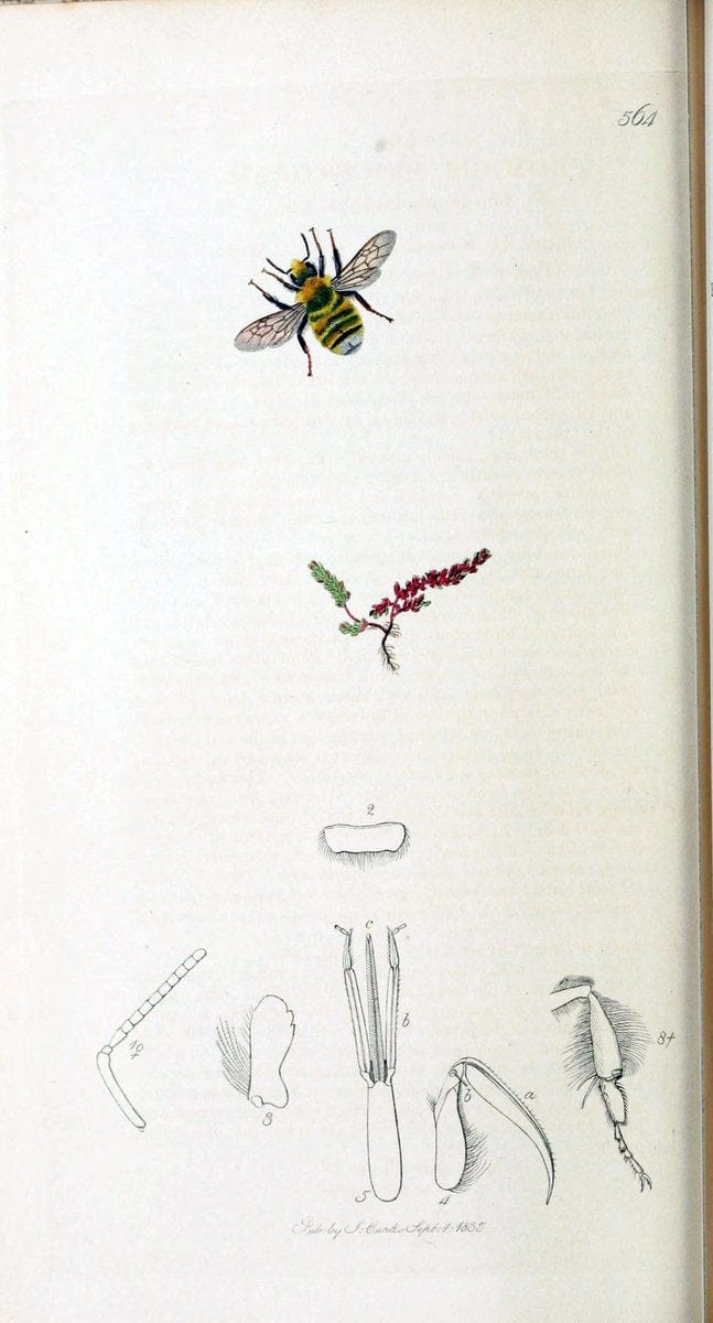 British entomology :.London,Printed for the author,1823-1840 [i.e. 1840].  | Botany "Great Britain" Insects "Pictorial works" | Vintage Print Reproduction 463801