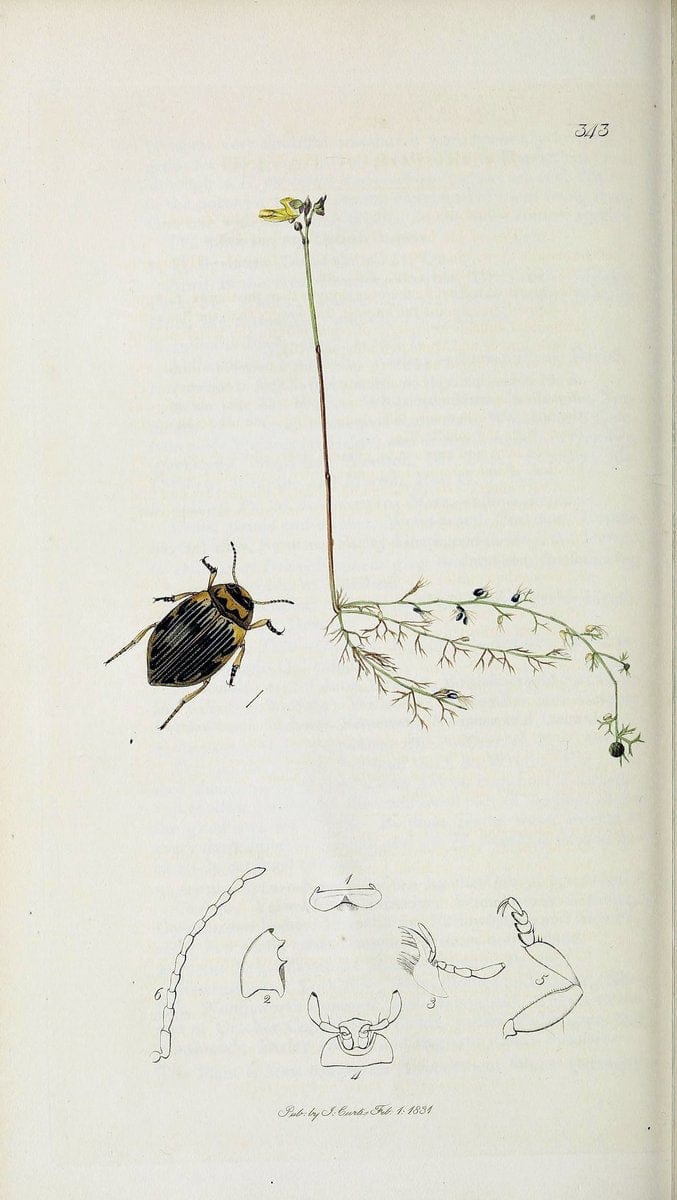 British entomology :.London,Printed for the author,1823-1840 [i.e. 1840].  | Botany "Great Britain" Insects "Pictorial works" | Vintage Print Reproduction 463802