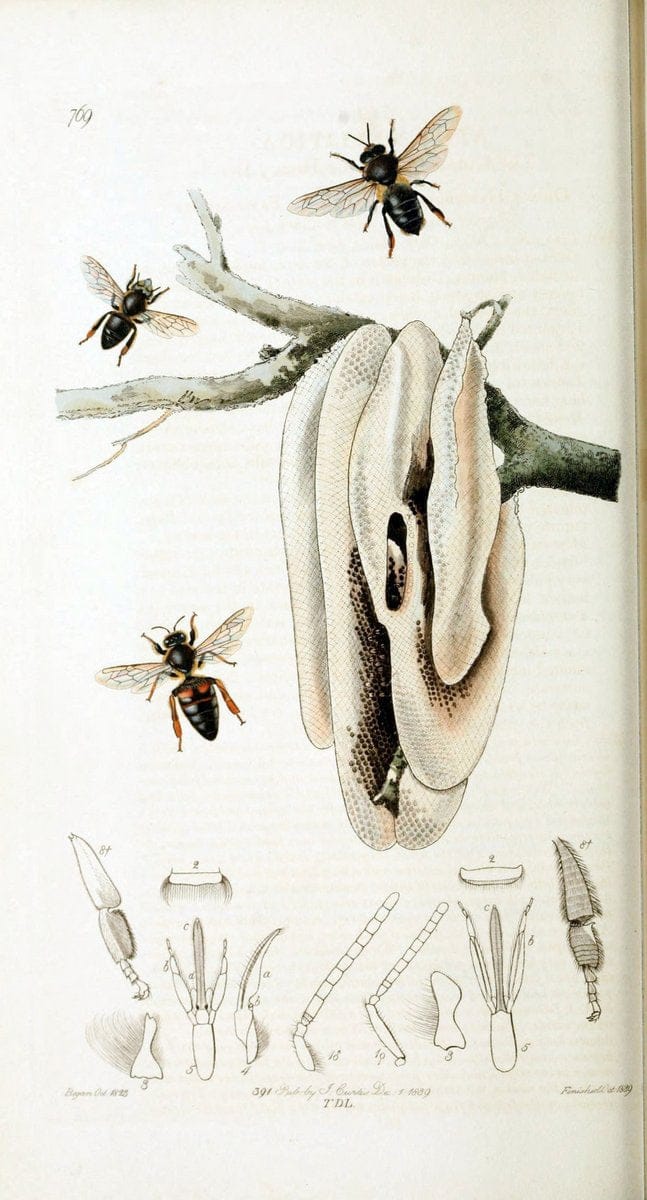 British entomology :.London,Printed for the author,1823-1840 [i.e. 1840].  | Botany "Great Britain" Insects "Pictorial works" | Vintage Print Reproduction 463803