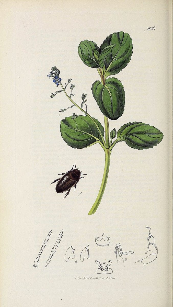 British entomology :.London,Printed for the author,1823-1840 [i.e. 1840].  | Botany "Great Britain" Insects "Pictorial works" | Vintage Print Reproduction 463804