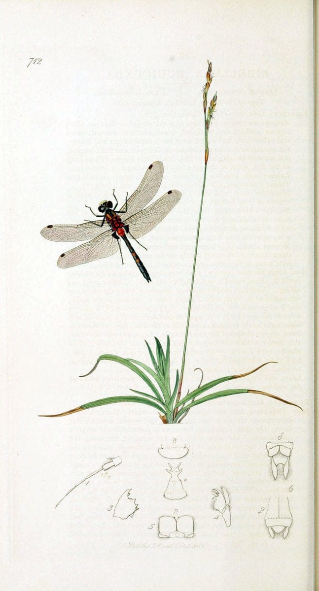 British entomology :.London,Printed for the author,1823-1840 [i.e. 1840].  | Botany "Great Britain" Insects "Pictorial works" | Vintage Print Reproduction 463805