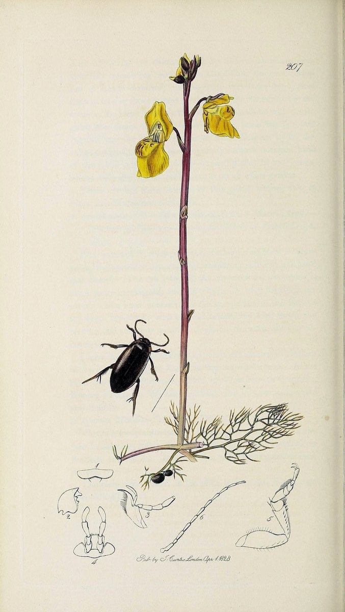 British entomology :.London,Printed for the author,1823-1840 [i.e. 1840].  | Botany "Great Britain" Insects "Pictorial works" | Vintage Print Reproduction 463806