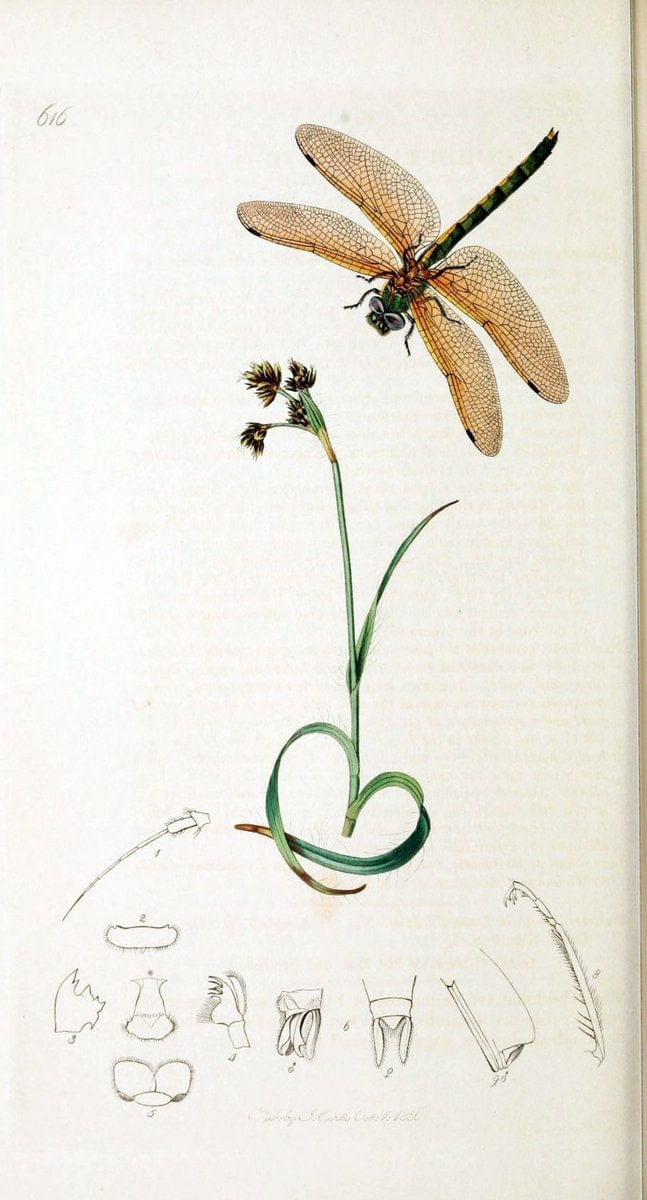 British entomology :.London,Printed for the author,1823-1840 [i.e. 1840].  | Botany "Great Britain" Insects "Pictorial works" | Vintage Print Reproduction 463807