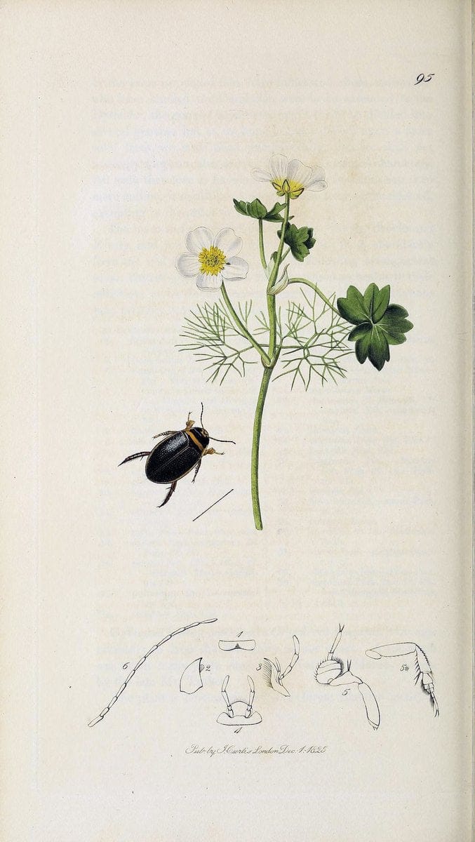 British entomology :.London,Printed for the author,1823-1840 [i.e. 1840].  | Botany "Great Britain" Insects "Pictorial works" | Vintage Print Reproduction 463808