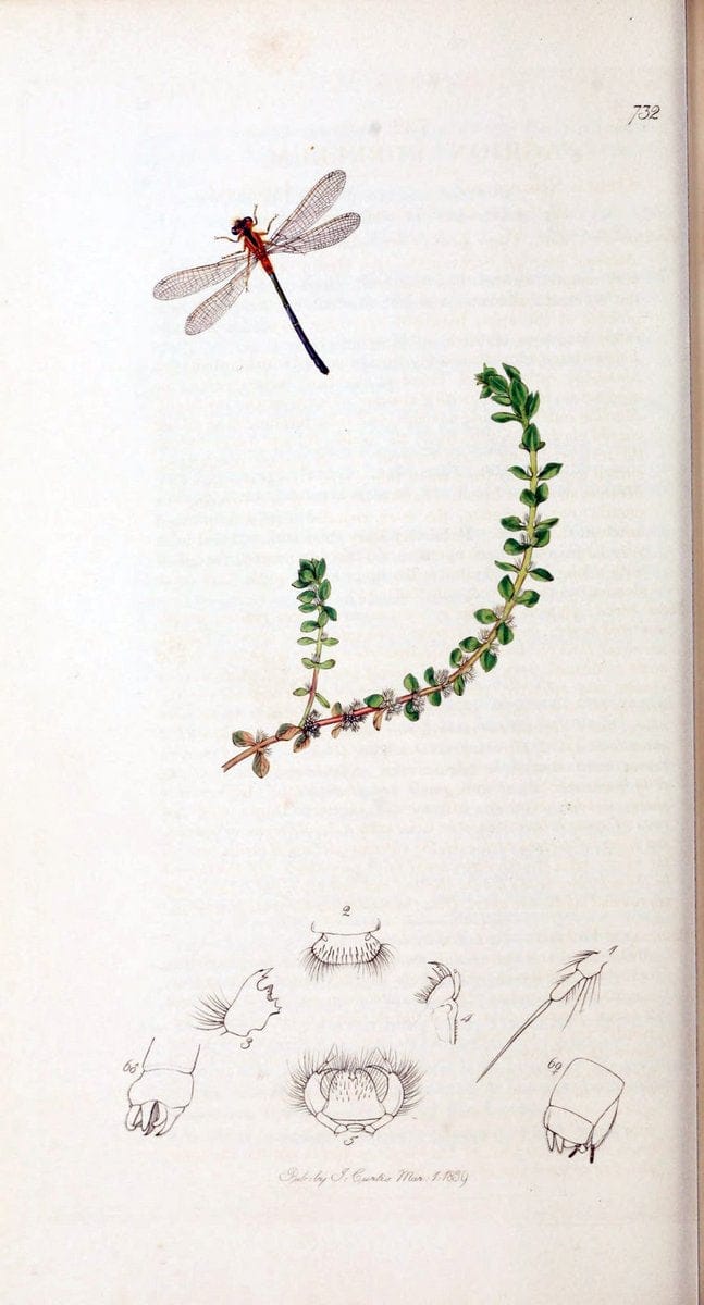 British entomology :.London,Printed for the author,1823-1840 [i.e. 1840].  | Botany "Great Britain" Insects "Pictorial works" | Vintage Print Reproduction 463809