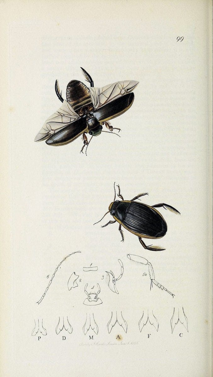 British entomology :.London,Printed for the author,1823-1840 [i.e. 1840].  | Botany "Great Britain" Insects "Pictorial works" | Vintage Print Reproduction 463810