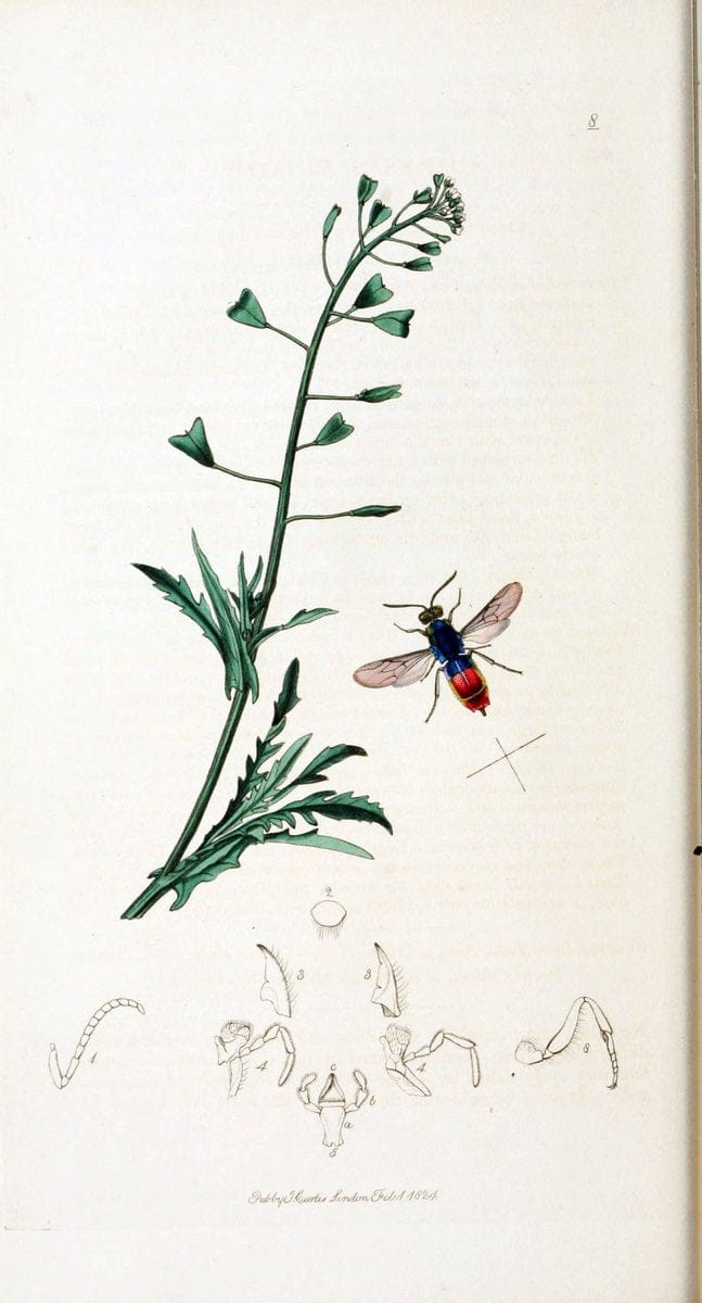 British entomology :.London,Printed for the author,1823-1840 [i.e. 1840].  | Botany "Great Britain" Insects "Pictorial works" | Vintage Print Reproduction 463811
