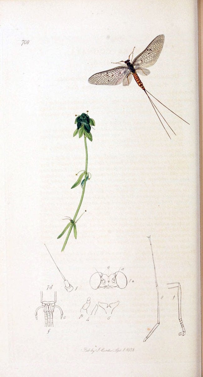 British entomology :.London,Printed for the author,1823-1840 [i.e. 1840].  | Botany "Great Britain" Insects "Pictorial works" | Vintage Print Reproduction 463812