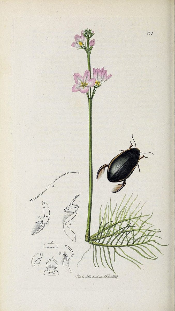 British entomology :.London,Printed for the author,1823-1840 [i.e. 1840].  | Botany "Great Britain" Insects "Pictorial works" | Vintage Print Reproduction 463813