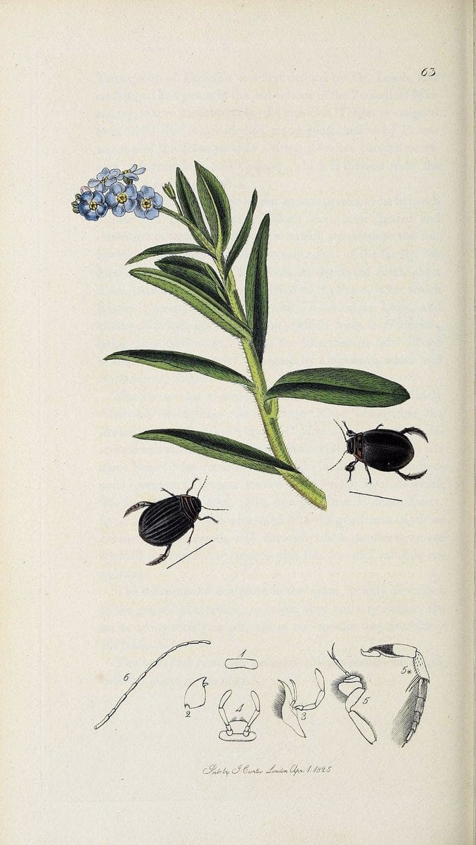 British entomology :.London,Printed for the author,1823-1840 [i.e. 1840].  | Botany "Great Britain" Insects "Pictorial works" | Vintage Print Reproduction 463815