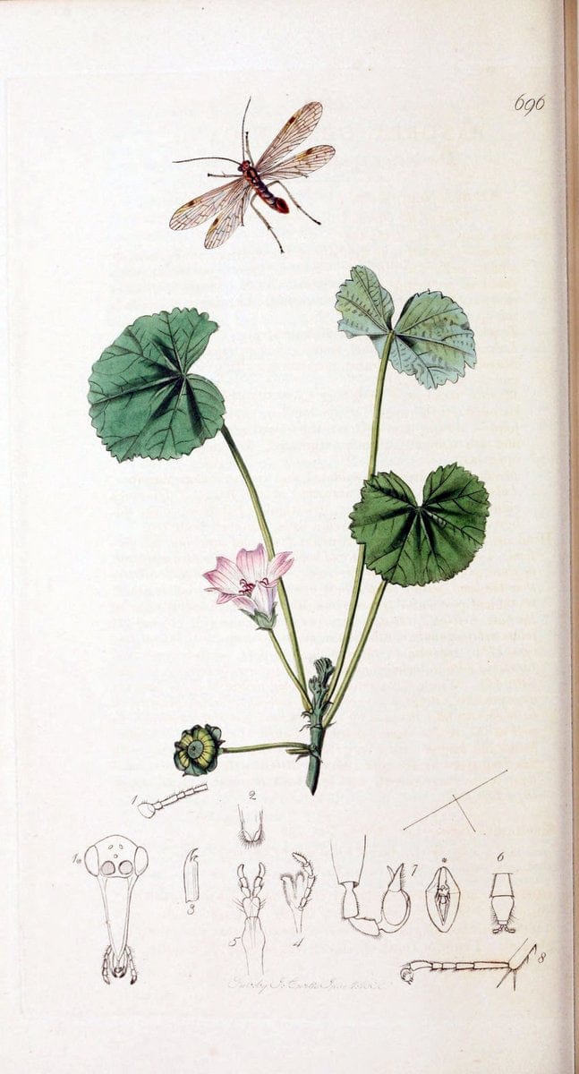 British entomology :.London,Printed for the author,1823-1840 [i.e. 1840].  | Botany "Great Britain" Insects "Pictorial works" | Vintage Print Reproduction 463816