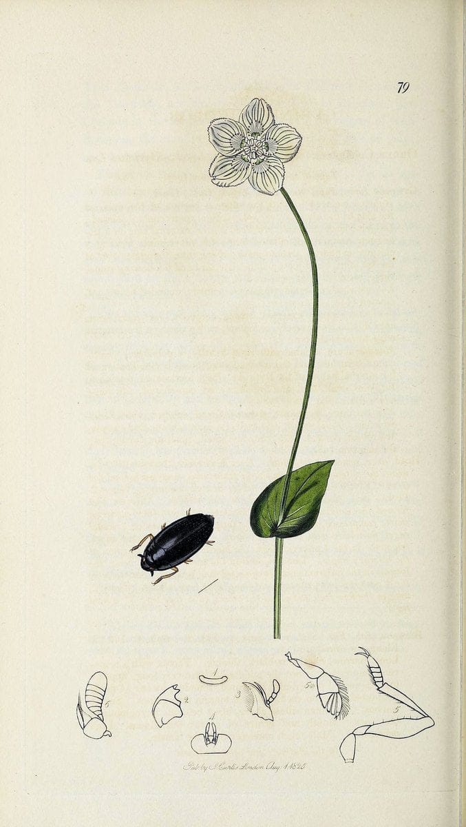 British entomology :.London,Printed for the author,1823-1840 [i.e. 1840].  | Botany "Great Britain" Insects "Pictorial works" | Vintage Print Reproduction 463817