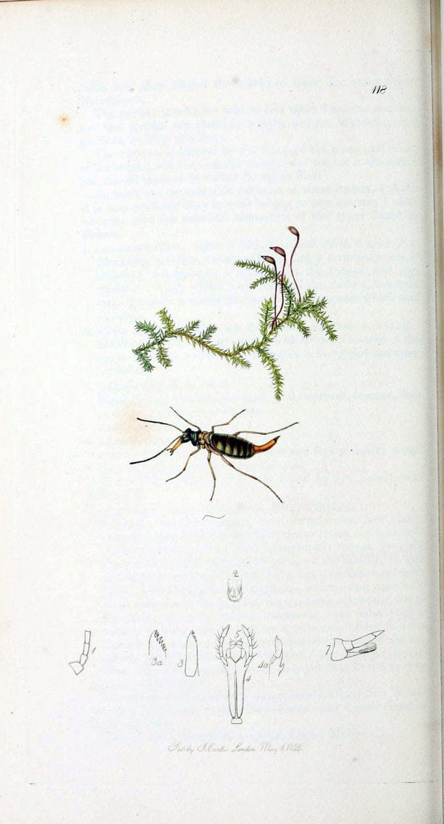 British entomology :.London,Printed for the author,1823-1840 [i.e. 1840].  | Botany "Great Britain" Insects "Pictorial works" | Vintage Print Reproduction 463818