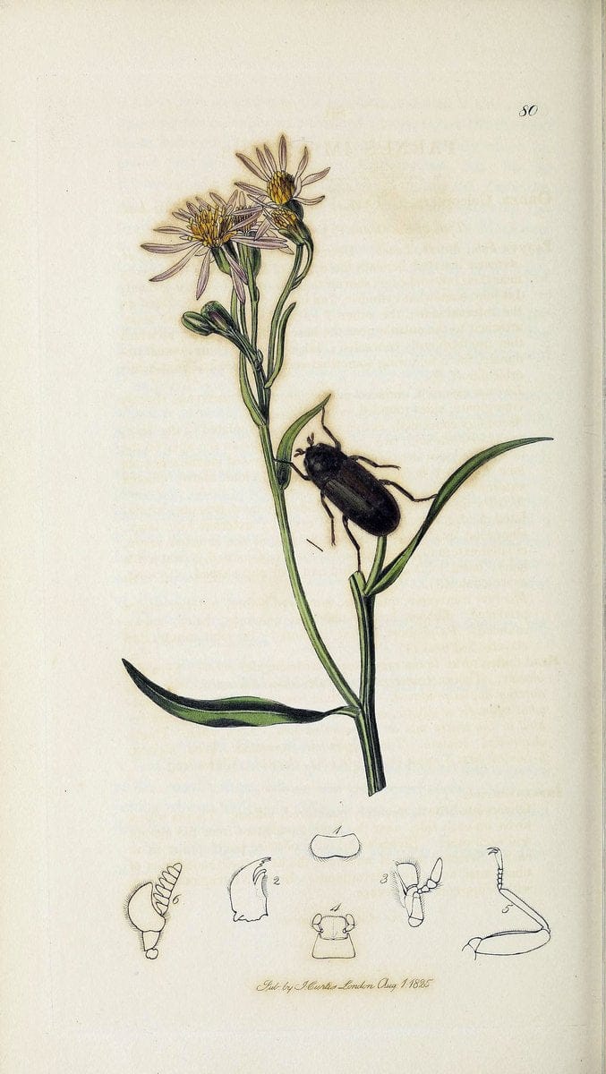 British entomology :.London,Printed for the author,1823-1840 [i.e. 1840].  | Botany "Great Britain" Insects "Pictorial works" | Vintage Print Reproduction 463819