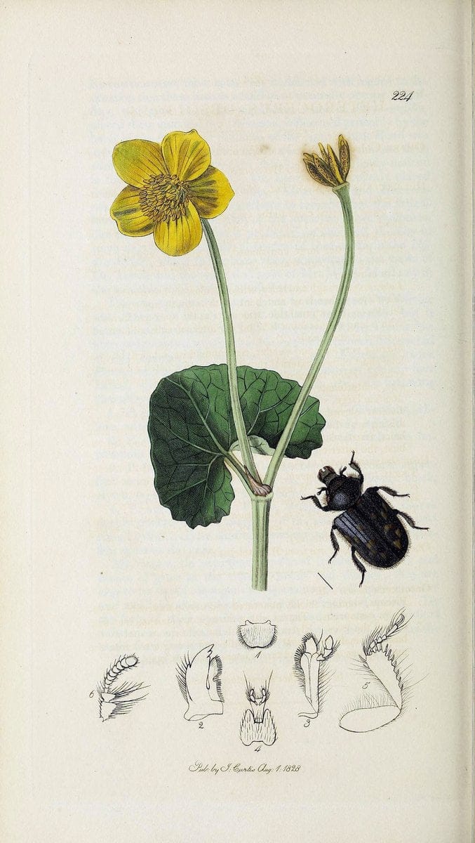 British entomology :.London,Printed for the author,1823-1840 [i.e. 1840].  | Botany "Great Britain" Insects "Pictorial works" | Vintage Print Reproduction 463821