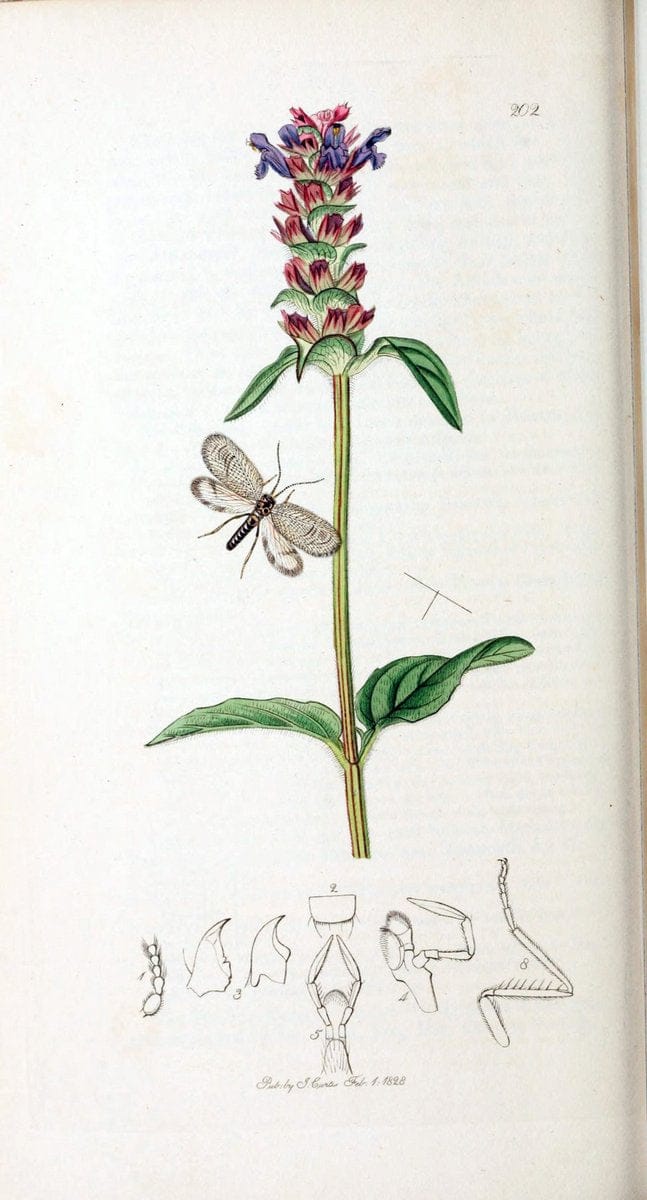 British entomology :.London,Printed for the author,1823-1840 [i.e. 1840].  | Botany "Great Britain" Insects "Pictorial works" | Vintage Print Reproduction 463822