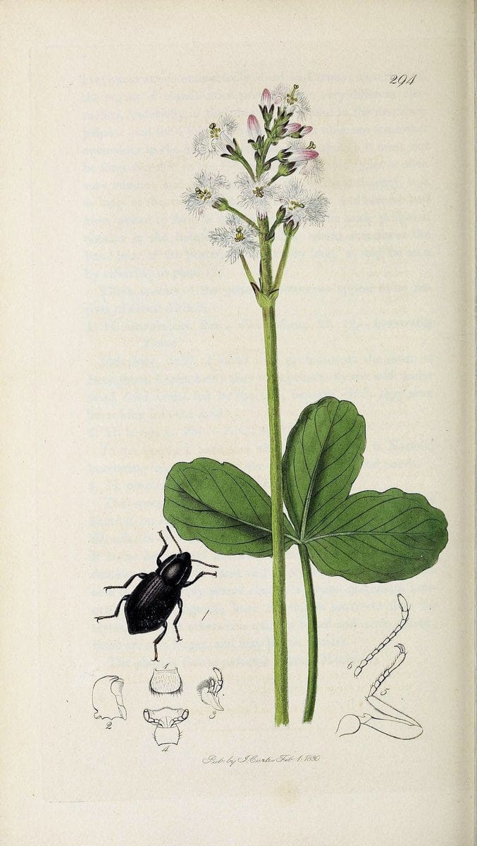 British entomology :.London,Printed for the author,1823-1840 [i.e. 1840].  | Botany "Great Britain" Insects "Pictorial works" | Vintage Print Reproduction 463823