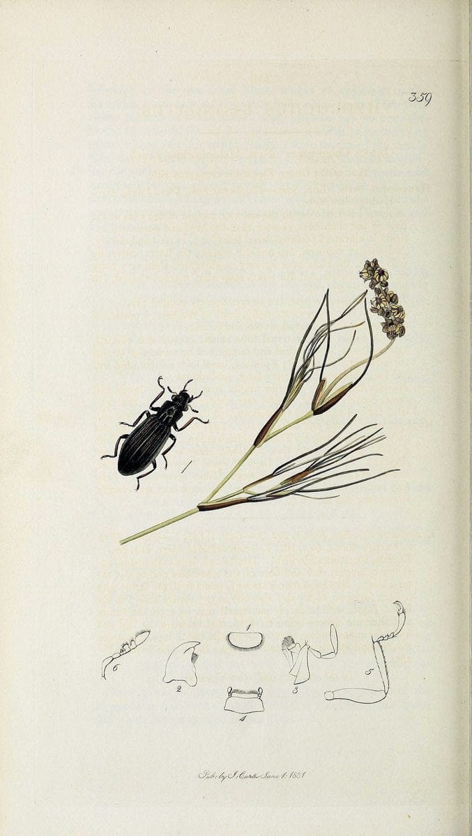 British entomology :.London,Printed for the author,1823-1840 [i.e. 1840].  | Botany "Great Britain" Insects "Pictorial works" | Vintage Print Reproduction 463825