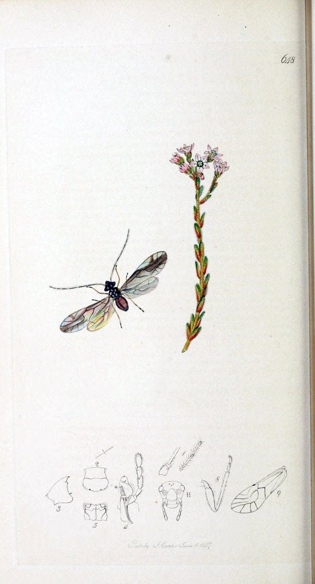 British entomology :.London,Printed for the author,1823-1840 [i.e. 1840].  | Botany "Great Britain" Insects "Pictorial works" | Vintage Print Reproduction 463826
