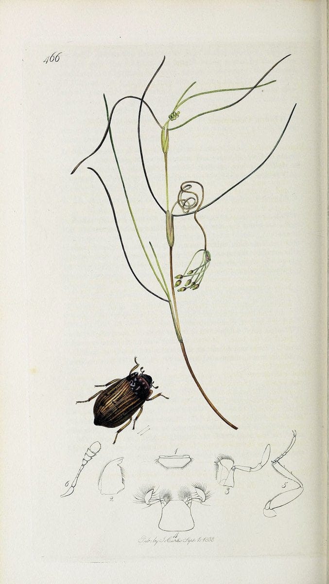British entomology :.London,Printed for the author,1823-1840 [i.e. 1840].  | Botany "Great Britain" Insects "Pictorial works" | Vintage Print Reproduction 463827