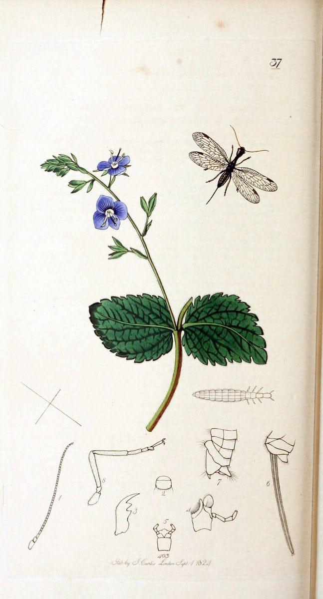 British entomology :.London,Printed for the author,1823-1840 [i.e. 1840].  | Botany "Great Britain" Insects "Pictorial works" | Vintage Print Reproduction 463828