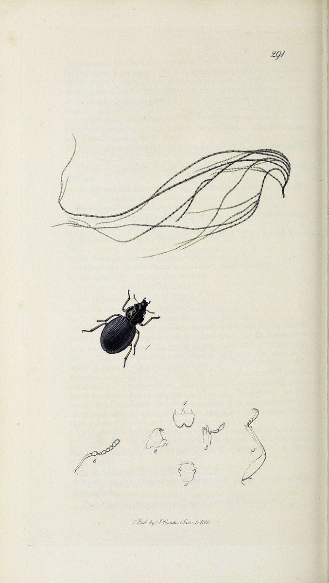 British entomology :.London,Printed for the author,1823-1840 [i.e. 1840].  | Botany "Great Britain" Insects "Pictorial works" | Vintage Print Reproduction 463829