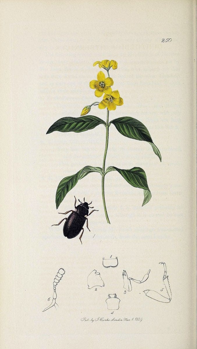 British entomology :.London,Printed for the author,1823-1840 [i.e. 1840].  | Botany "Great Britain" Insects "Pictorial works" | Vintage Print Reproduction 463831
