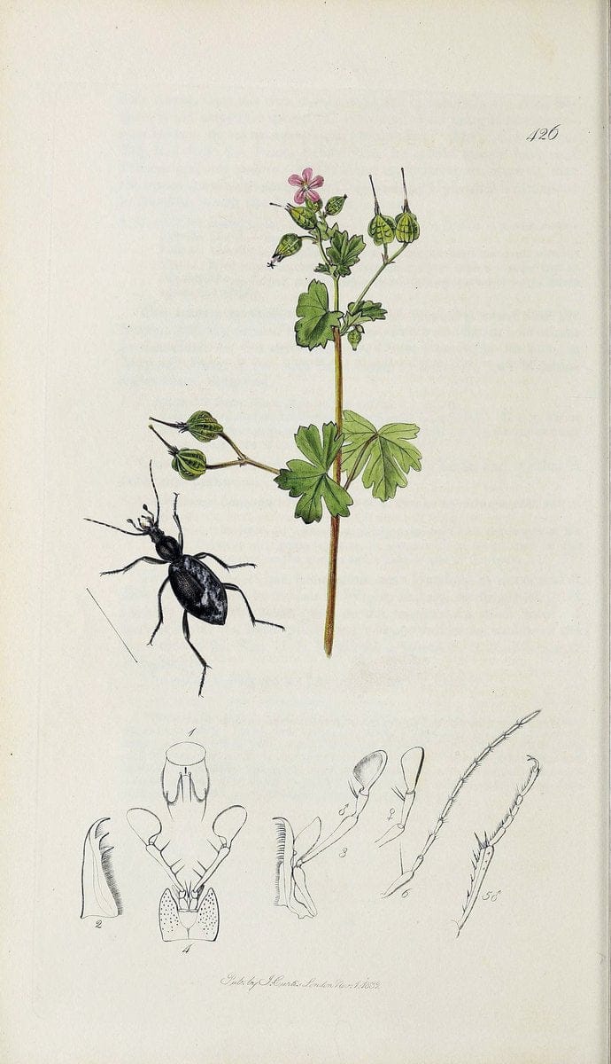 British entomology :.London,Printed for the author,1823-1840 [i.e. 1840].  | Botany "Great Britain" Insects "Pictorial works" | Vintage Print Reproduction 463832