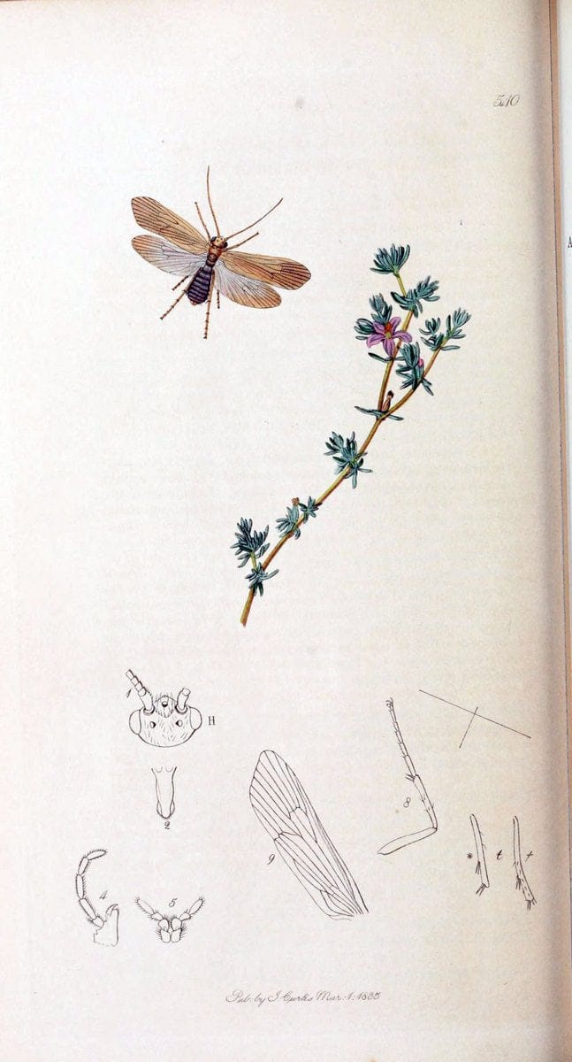 British entomology :.London,Printed for the author,1823-1840 [i.e. 1840].  | Botany "Great Britain" Insects "Pictorial works" | Vintage Print Reproduction 463833