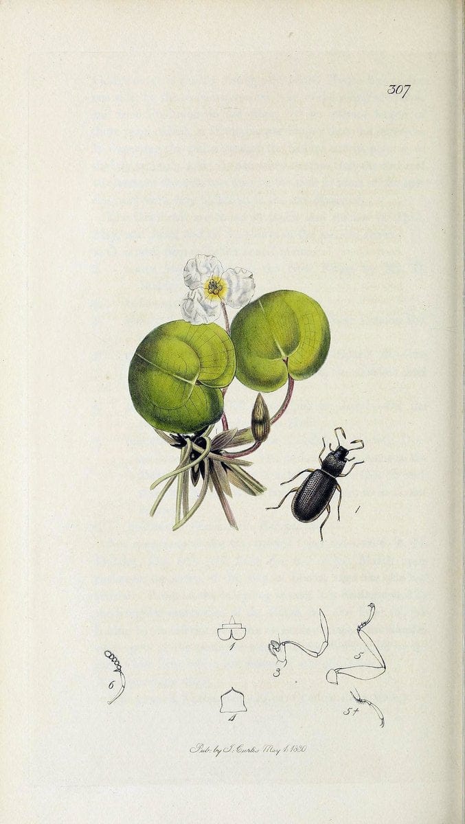 British entomology :.London,Printed for the author,1823-1840 [i.e. 1840].  | Botany "Great Britain" Insects "Pictorial works" | Vintage Print Reproduction 463834