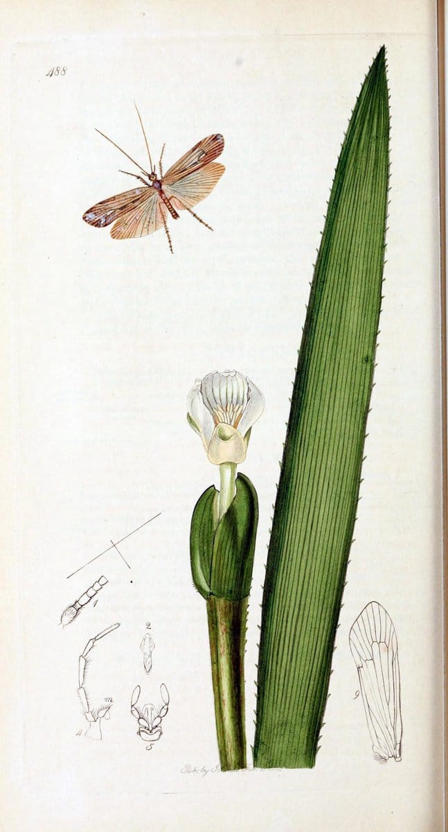 British entomology :.London,Printed for the author,1823-1840 [i.e. 1840].  | Botany "Great Britain" Insects "Pictorial works" | Vintage Print Reproduction 463835