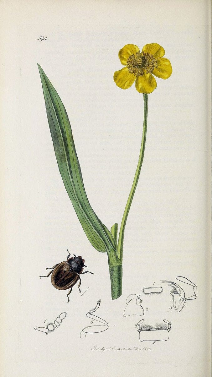 British entomology :.London,Printed for the author,1823-1840 [i.e. 1840].  | Botany "Great Britain" Insects "Pictorial works" | Vintage Print Reproduction 463836
