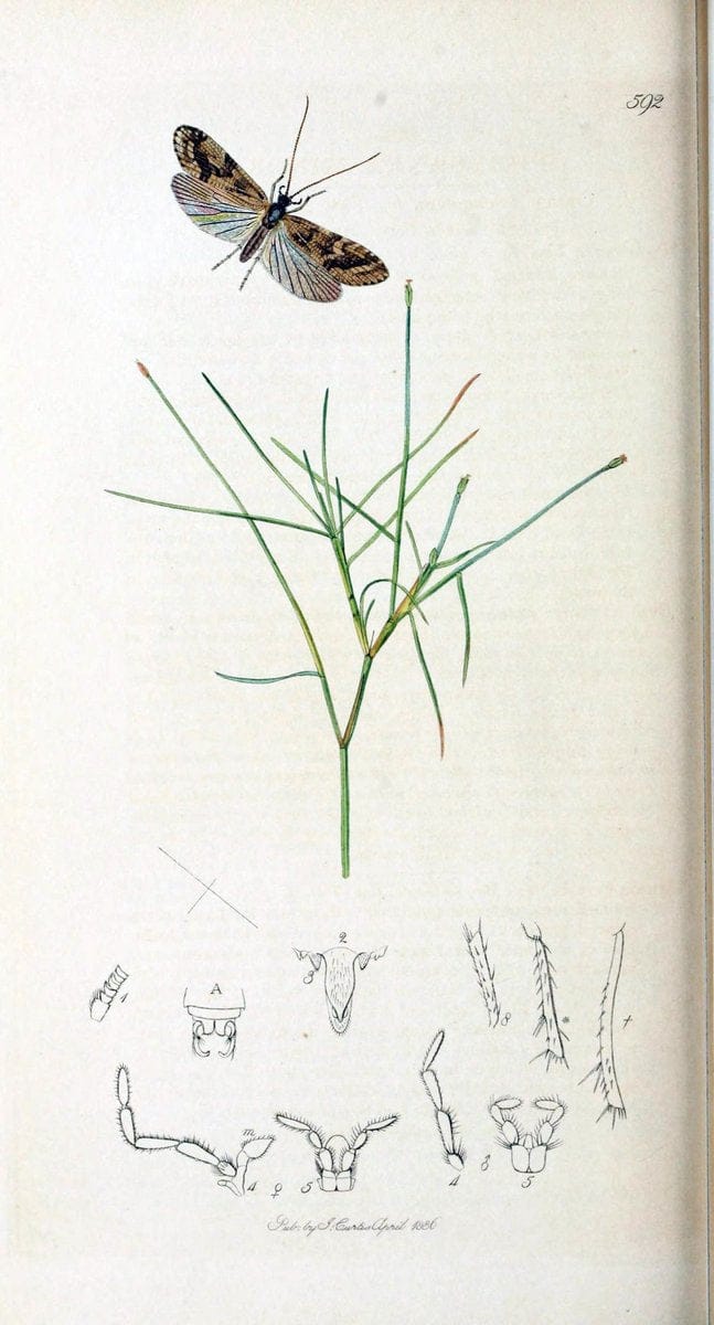 British entomology :.London,Printed for the author,1823-1840 [i.e. 1840].  | Botany "Great Britain" Insects "Pictorial works" | Vintage Print Reproduction 463837