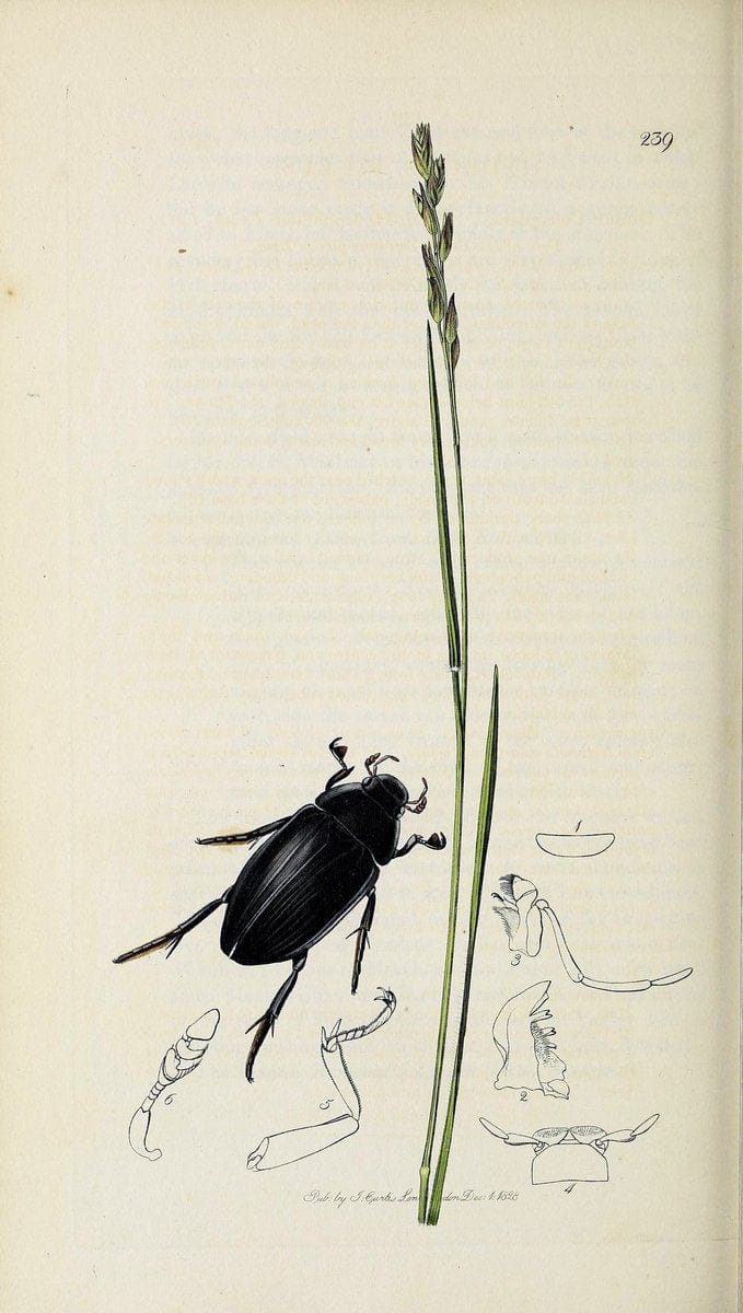 British entomology :.London,Printed for the author,1823-1840 [i.e. 1840].  | Botany "Great Britain" Insects "Pictorial works" | Vintage Print Reproduction 463838