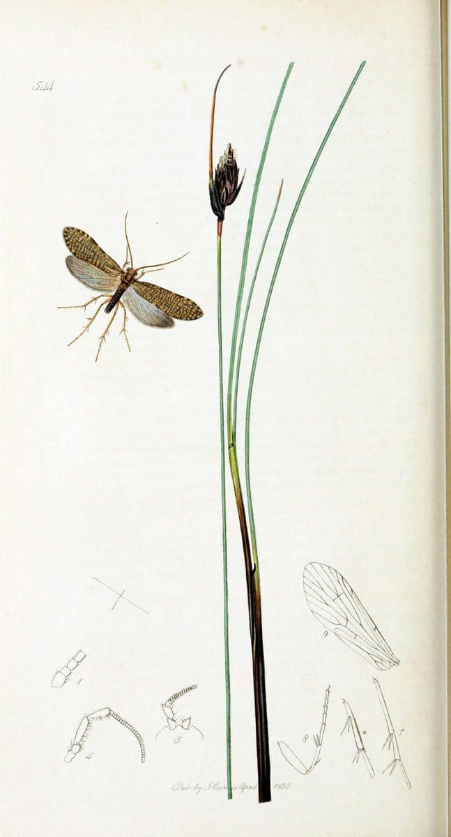 British entomology :.London,Printed for the author,1823-1840 [i.e. 1840].  | Botany "Great Britain" Insects "Pictorial works" | Vintage Print Reproduction 463839