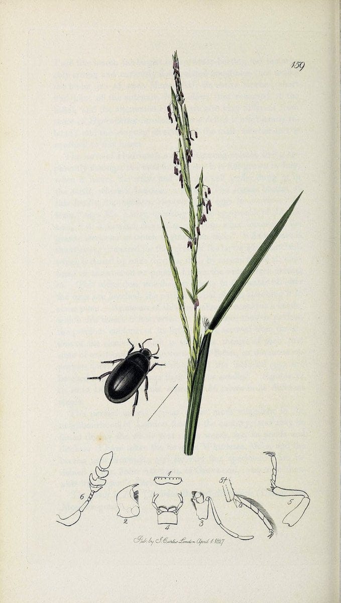British entomology :.London,Printed for the author,1823-1840 [i.e. 1840].  | Botany "Great Britain" Insects "Pictorial works" | Vintage Print Reproduction 463840
