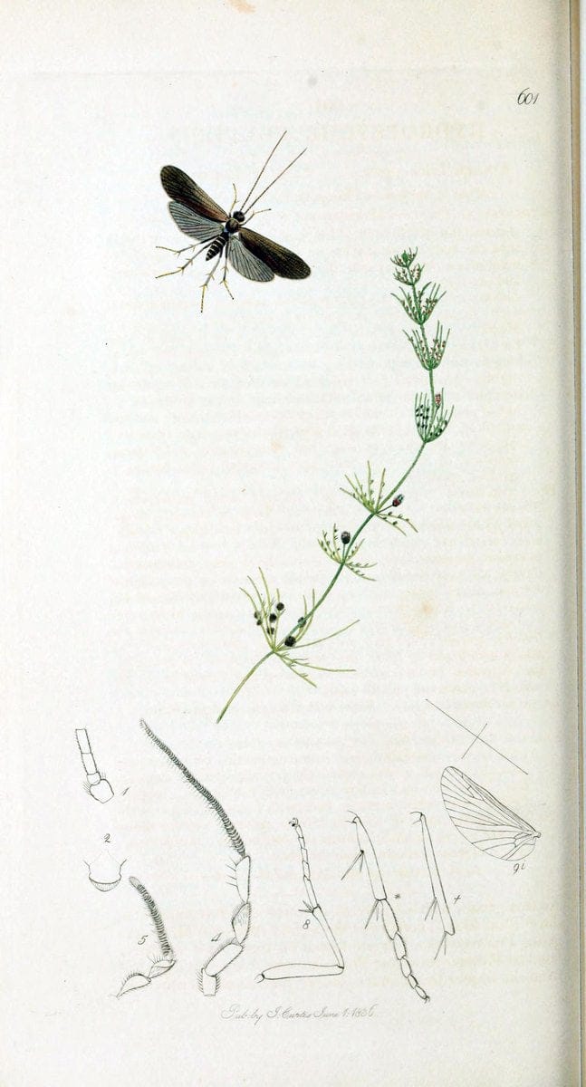 British entomology :.London,Printed for the author,1823-1840 [i.e. 1840].  | Botany "Great Britain" Insects "Pictorial works" | Vintage Print Reproduction 463841