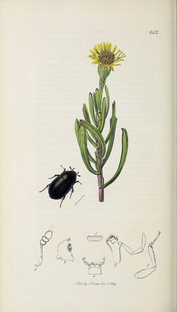 British entomology :.London,Printed for the author,1823-1840 [i.e. 1840].  | Botany "Great Britain" Insects "Pictorial works" | Vintage Print Reproduction 463842