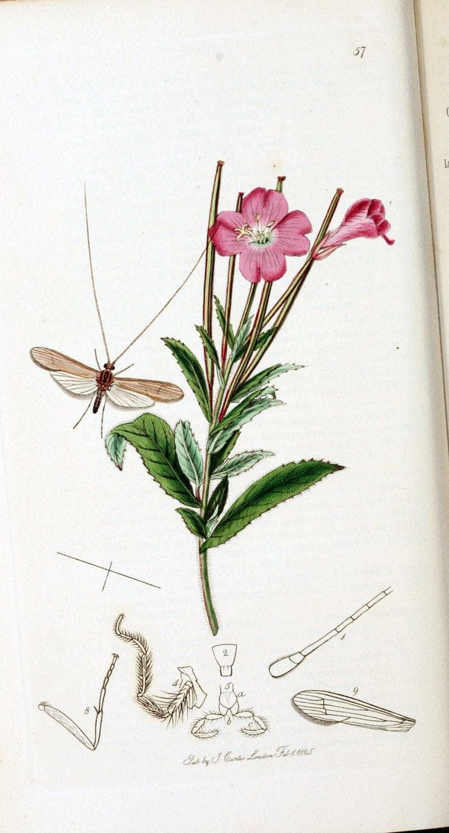 British entomology :.London,Printed for the author,1823-1840 [i.e. 1840].  | Botany "Great Britain" Insects "Pictorial works" | Vintage Print Reproduction 463843