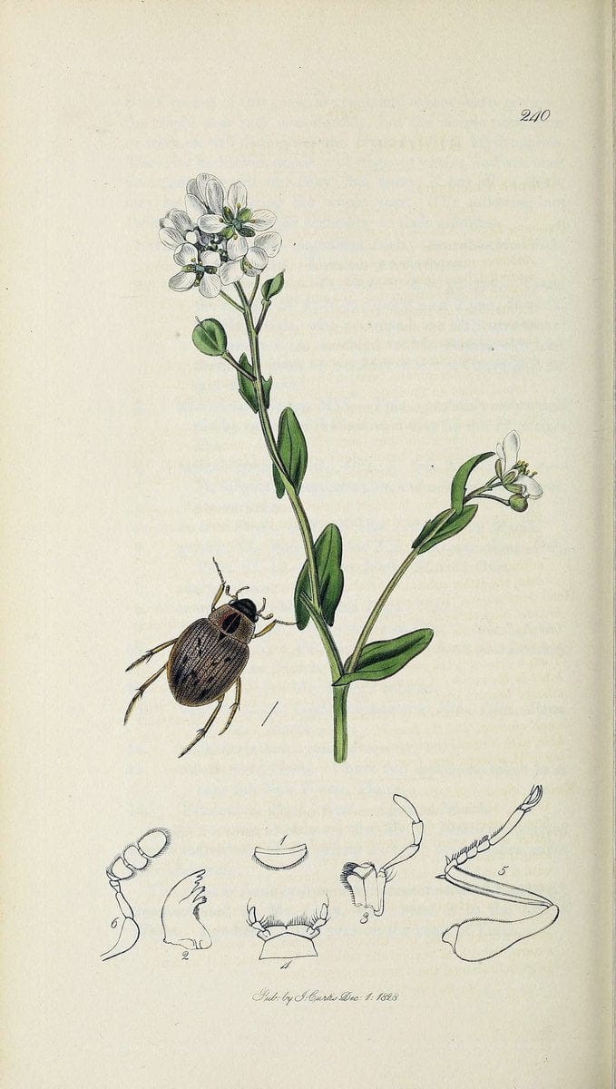 British entomology :.London,Printed for the author,1823-1840 [i.e. 1840].  | Botany "Great Britain" Insects "Pictorial works" | Vintage Print Reproduction 463844