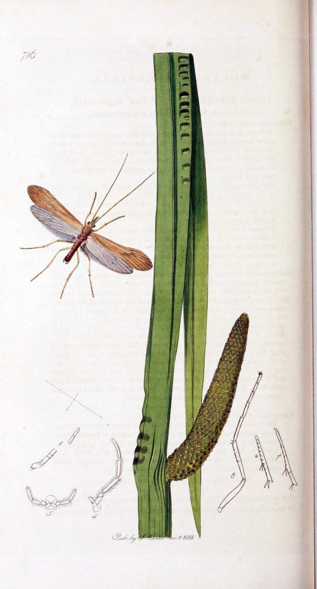 British entomology :.London,Printed for the author,1823-1840 [i.e. 1840].  | Botany "Great Britain" Insects "Pictorial works" | Vintage Print Reproduction 463845