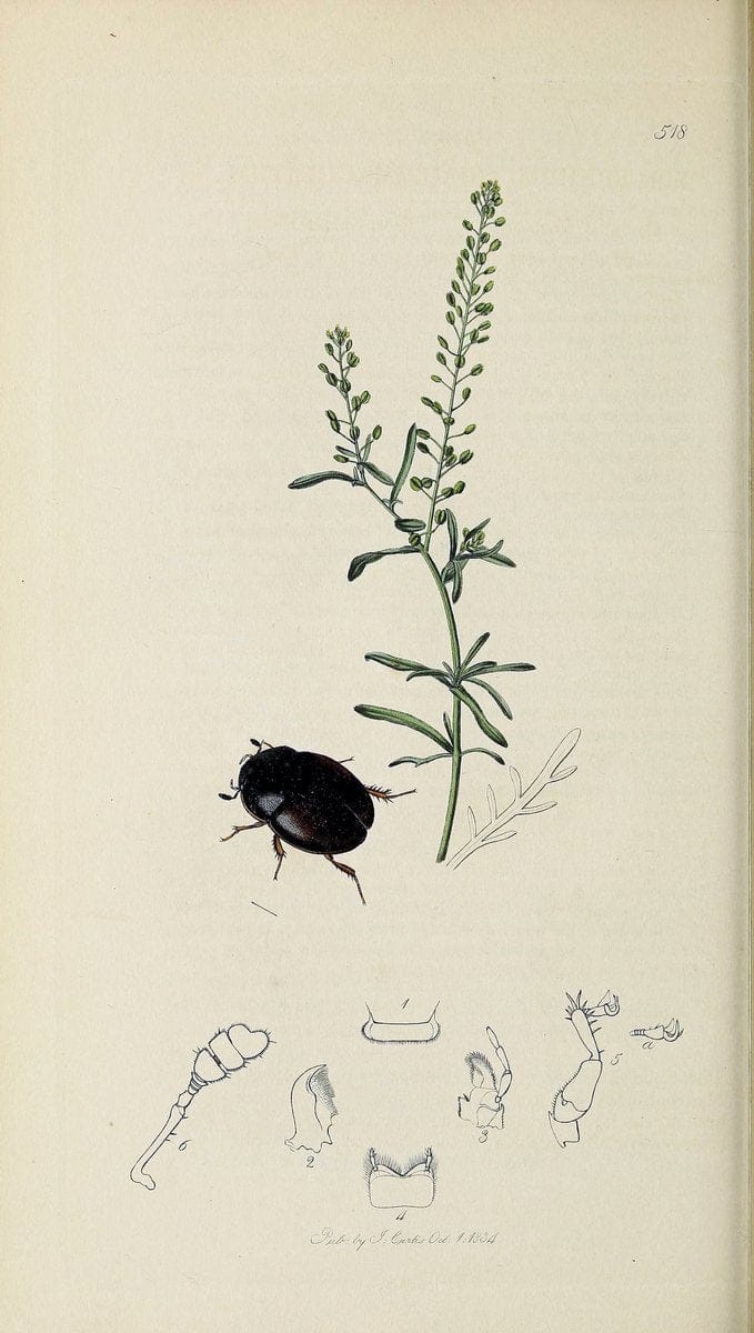 British entomology :.London,Printed for the author,1823-1840 [i.e. 1840].  | Botany "Great Britain" Insects "Pictorial works" | Vintage Print Reproduction 463846