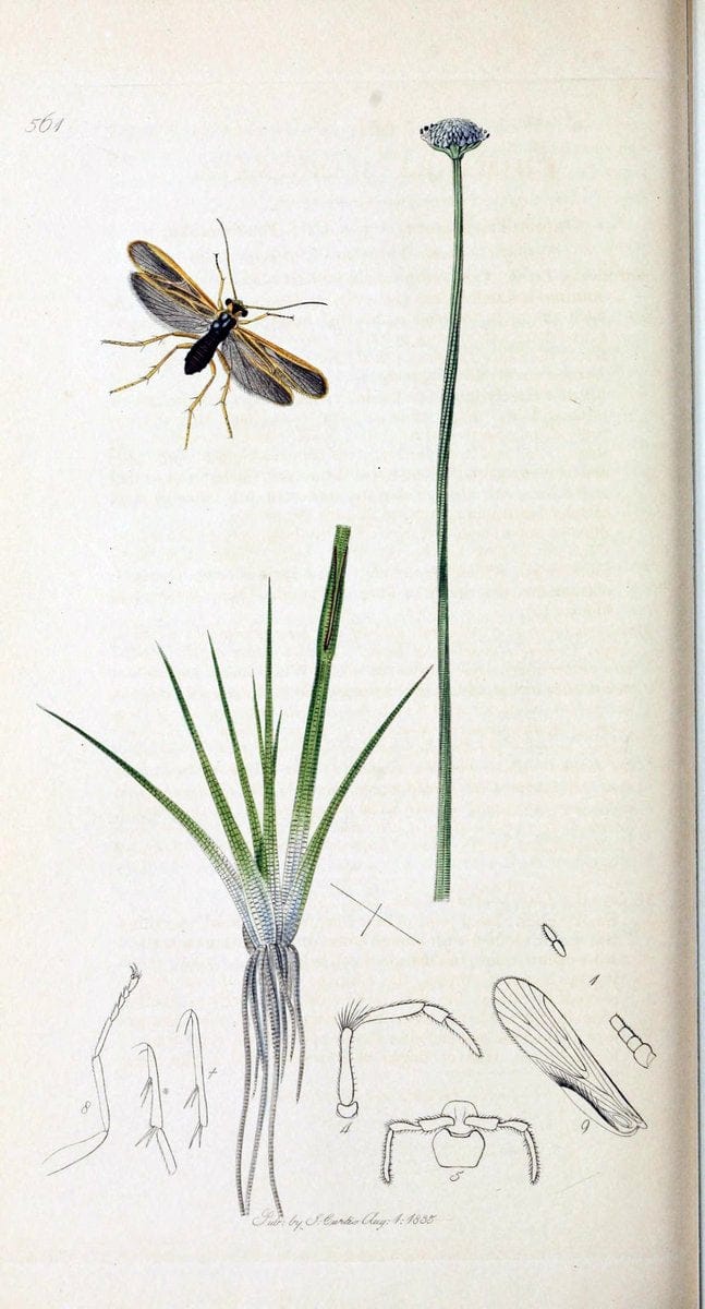 British entomology :.London,Printed for the author,1823-1840 [i.e. 1840].  | Botany "Great Britain" Insects "Pictorial works" | Vintage Print Reproduction 463847
