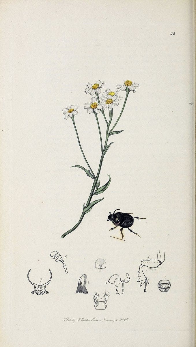 British entomology :.London,Printed for the author,1823-1840 [i.e. 1840].  | Botany "Great Britain" Insects "Pictorial works" | Vintage Print Reproduction 463848