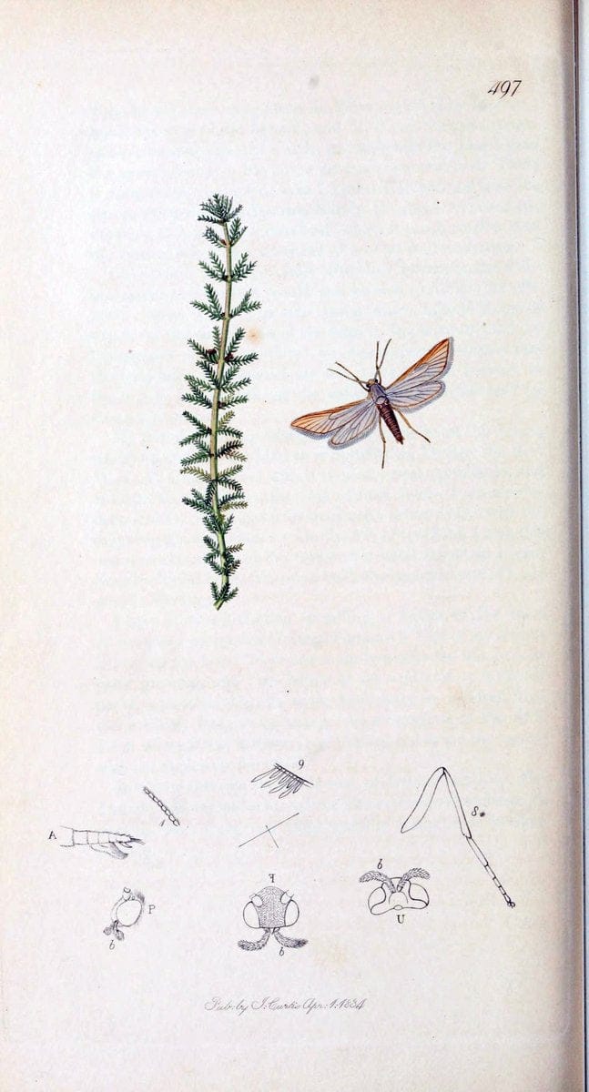 British entomology :.London,Printed for the author,1823-1840 [i.e. 1840].  | Botany "Great Britain" Insects "Pictorial works" | Vintage Print Reproduction 463849