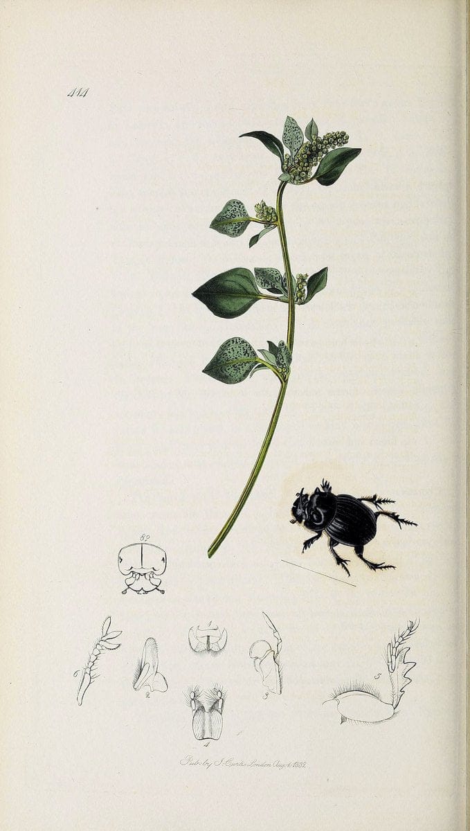 British entomology :.London,Printed for the author,1823-1840 [i.e. 1840].  | Botany "Great Britain" Insects "Pictorial works" | Vintage Print Reproduction 463850