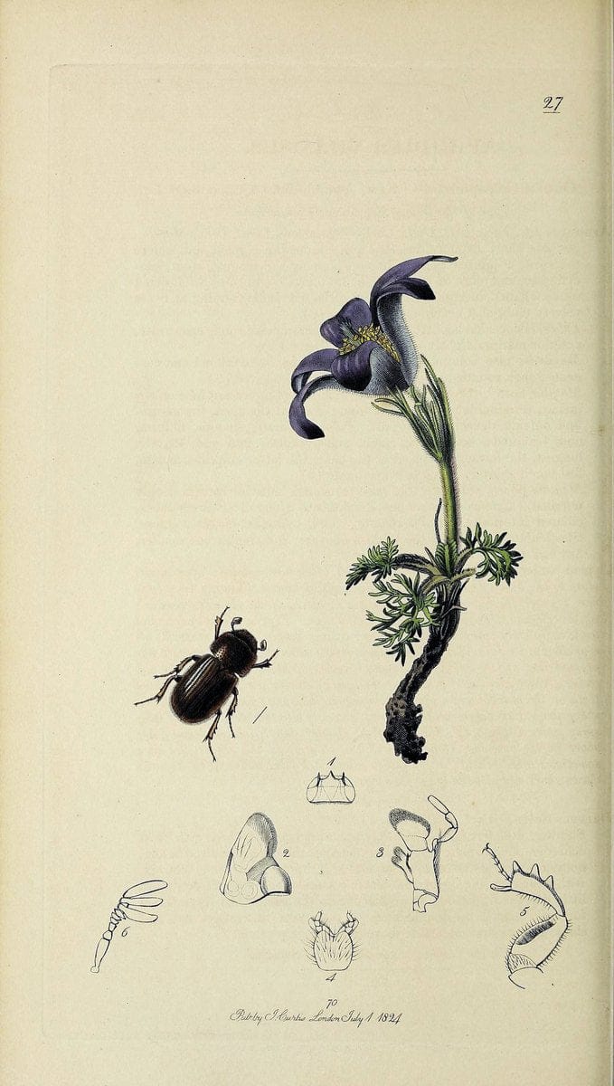 British entomology :.London,Printed for the author,1823-1840 [i.e. 1840].  | Botany "Great Britain" Insects "Pictorial works" | Vintage Print Reproduction 463851