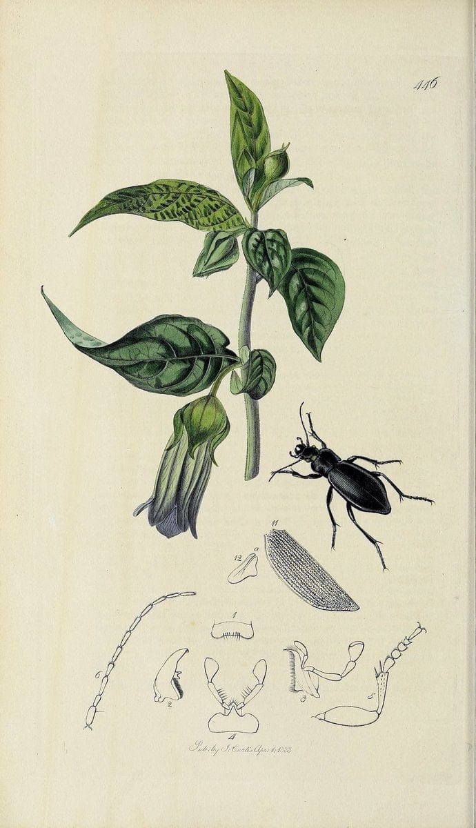 British entomology :.London,Printed for the author,1823-1840 [i.e. 1840].  | Botany "Great Britain" Insects "Pictorial works" | Vintage Print Reproduction 463852