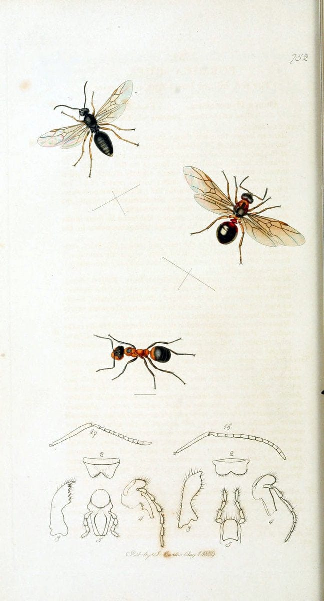 British entomology :.London,Printed for the author,1823-1840 [i.e. 1840].  | Botany "Great Britain" Insects "Pictorial works" | Vintage Print Reproduction 463853