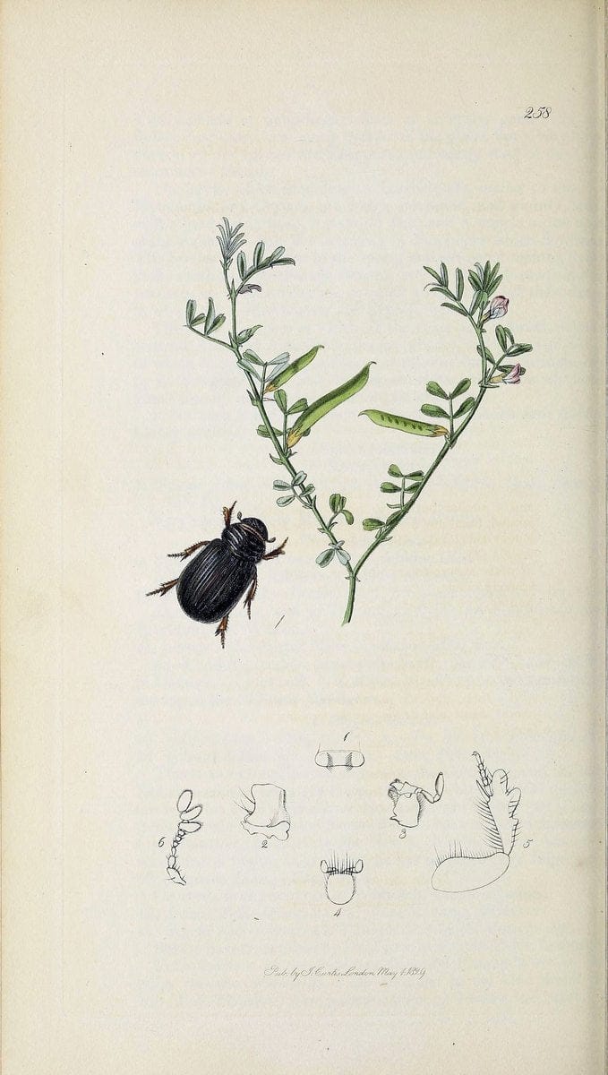 British entomology :.London,Printed for the author,1823-1840 [i.e. 1840].  | Botany "Great Britain" Insects "Pictorial works" | Vintage Print Reproduction 463854